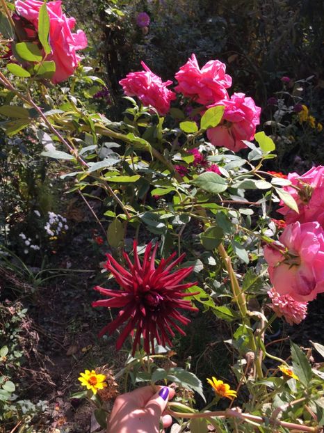 7069EC95-D5C9-4712-A7CA-345612EDAE72 - Crizanteme 2018