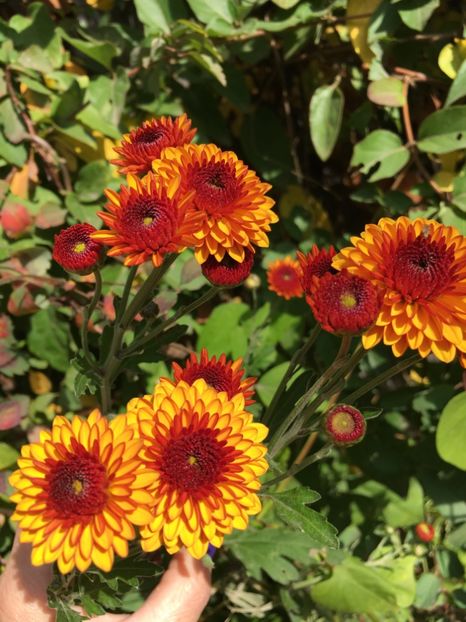 45D0BA4A-A7FE-409D-9487-D64A35350B2F - Crizanteme 2018