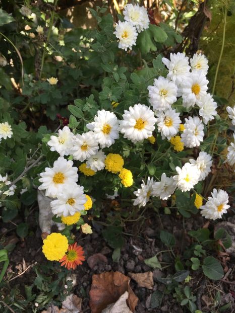 867C6B08-F0F9-40A1-AF53-926ED7DACF67 - Crizanteme 2018