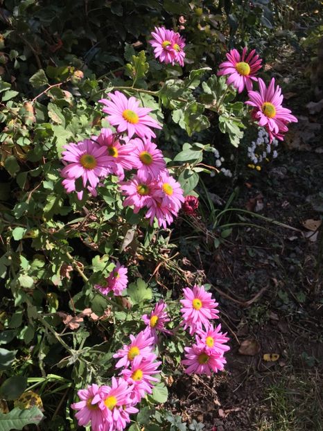 1FDBC610-9843-49C1-BDD0-704E9A9620A1 - Crizanteme 2018