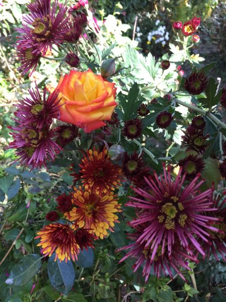 C6875325-7B15-411F-8185-2E4437551BA3 - Crizanteme 2018