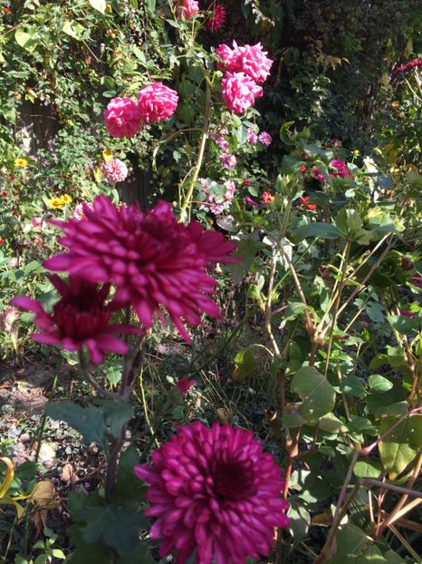 6E4B277E-A5F3-4E0E-9883-C28367370BB4 - Crizanteme 2018