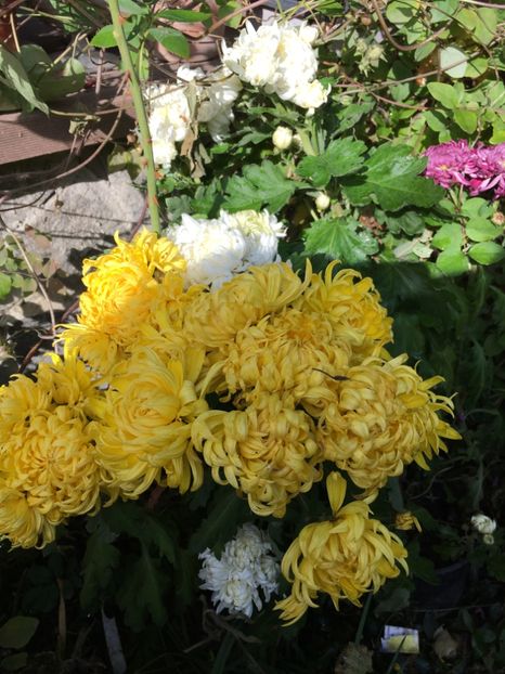 24AC5A47-10C9-419C-BBA4-51438BCE0CD7 - Crizanteme 2018