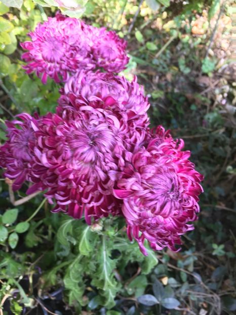 8F1A9808-CF11-4B75-A303-2344D7B44C27 - Crizanteme 2018