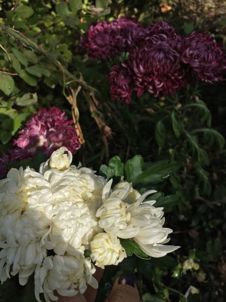 CE3D73E0-D154-4C5B-A172-8A1CB7873C1B - Crizanteme 2018