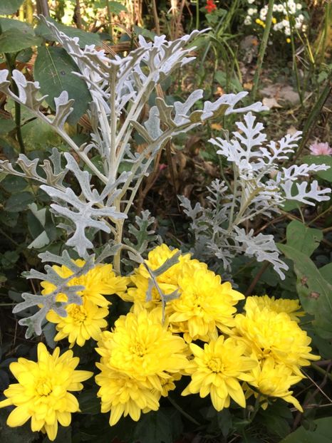 5A1A0AF4-39A8-43F2-9C8E-4C3B34E3F24C - Crizanteme 2018