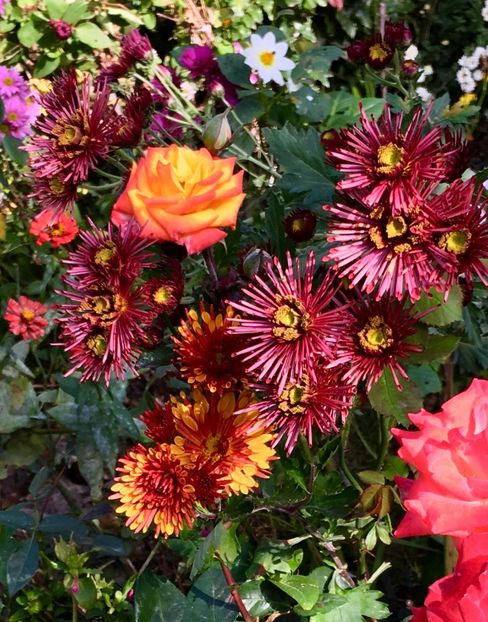 B32FD237-51B9-42A4-893C-C0F134DC1C0A - Crizanteme 2018