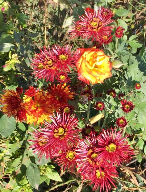 A2B2DA34-E783-4029-933C-484268488394 - Crizanteme 2018