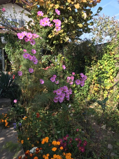 C2E2BE57-27CC-4C96-B29C-2E21BA873674 - Cosmos 2018