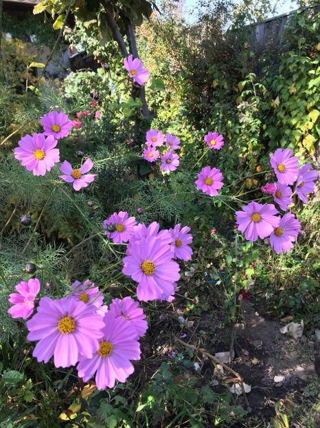 6F641973-AE74-42CB-BA44-1AD3B53F6E41 - Cosmos 2018