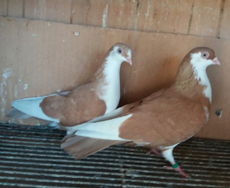 M+F 2018 - JUCATORI CARE FAC SPECTACOL