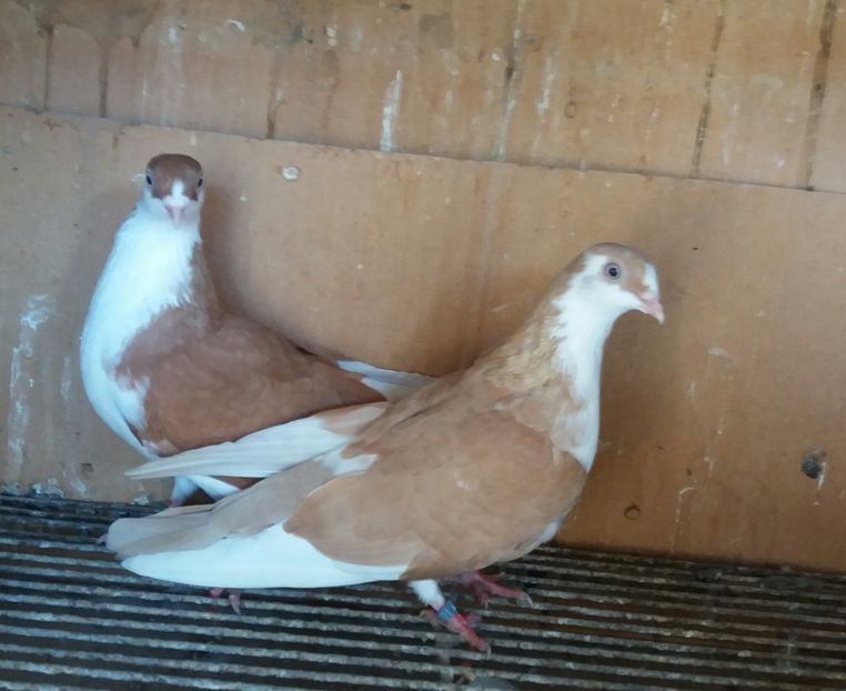 20181103_101730-1 - JUCATORI CARE FAC SPECTACOL