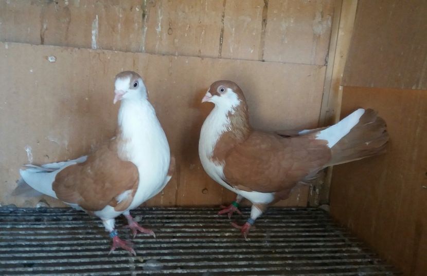 20181103_101717-1 - JUCATORI CARE FAC SPECTACOL