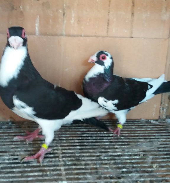 20181006_104855-1 - BERBERI INDIAN