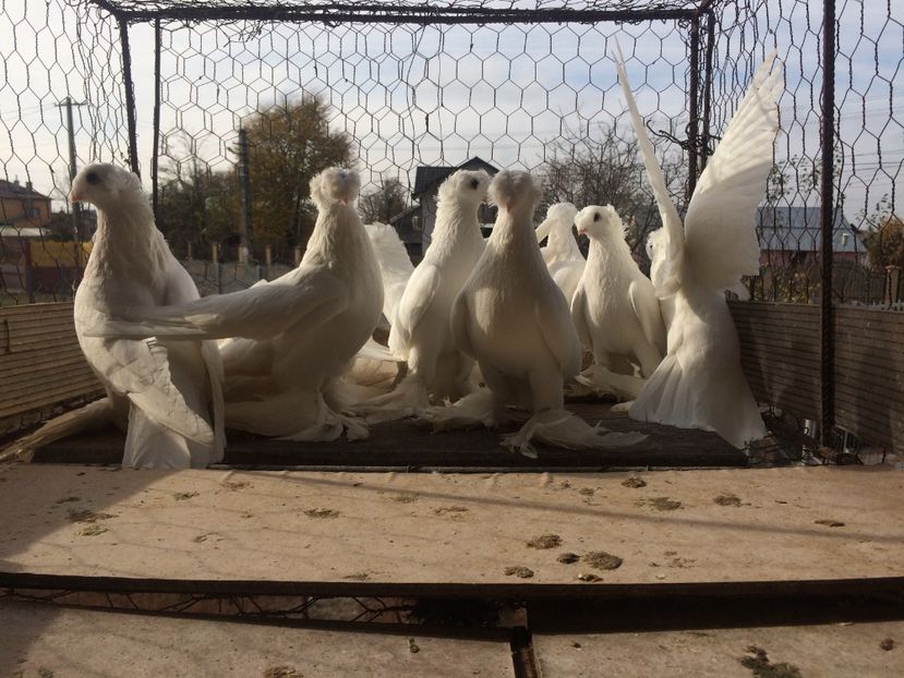 B512CF4D-6FD9-4693-B1CD-60BF090F492E - Matca 2019