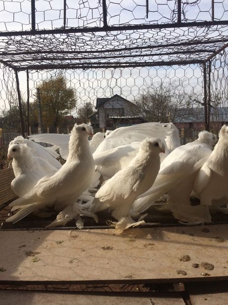 7CB11383-0D9B-454B-B1E9-EE0EBD7A7A1F - Matca 2019