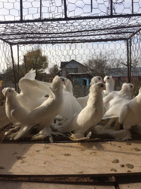 96916F1F-74FD-48E9-90D2-B25DE9B2CC8B - Matca 2019