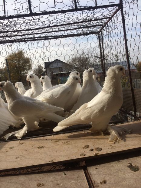 7A733422-5977-438A-B42E-7D1DE5B8C985 - Matca 2019