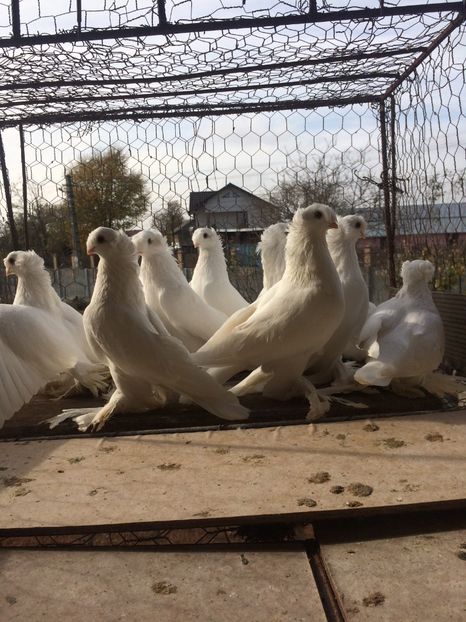 2F4440CD-2743-4133-9768-DAB5192A5E81 - Matca 2019