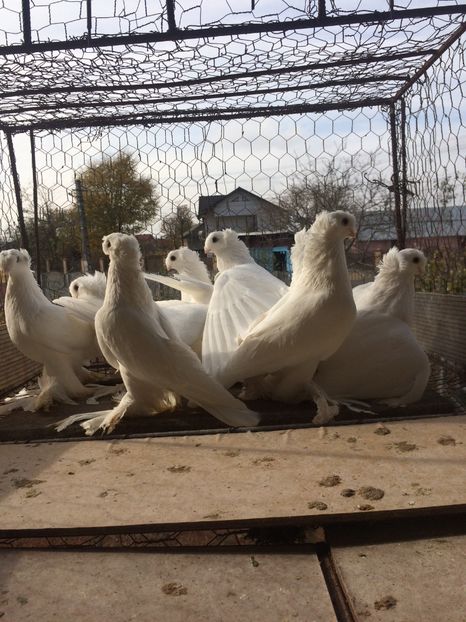 95DA8DE9-AE31-44E2-AD61-9EBFA99468DE - Matca 2019