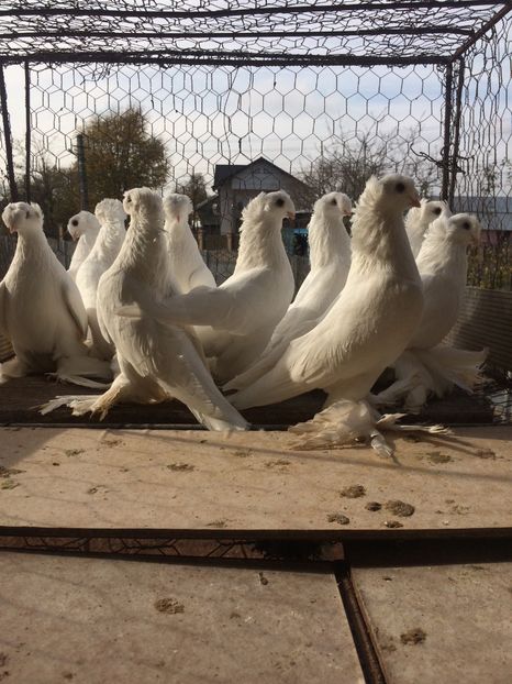 96D6E1B8-AF36-4DEF-AF4B-0EA1256FBF46 - Matca 2019