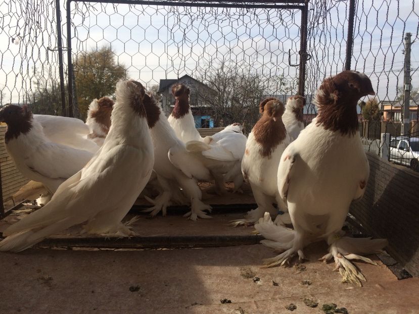 A3538832-933C-4F40-BBA2-C7EB1FD170EF - Matca 2019