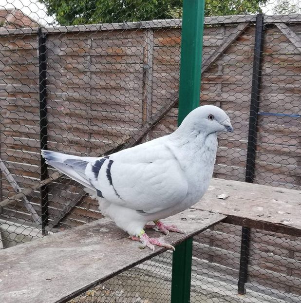 F 2017.  65 - Femele 2018