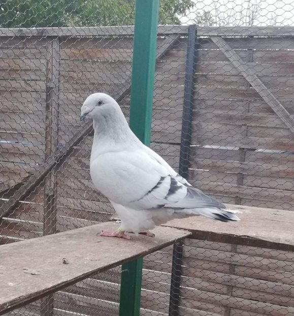 F 17 6477 - Femele 2018