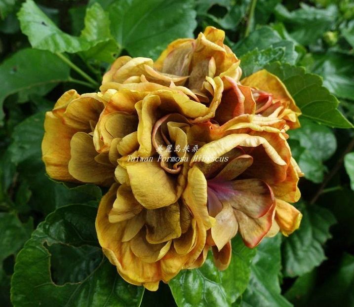 chi s garden forest rhapsody 2 - Chis Garden Forest Rhapsody