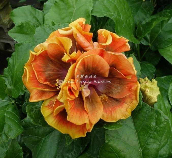 chi s garden forest rhapsody - Chis Garden Forest Rhapsody