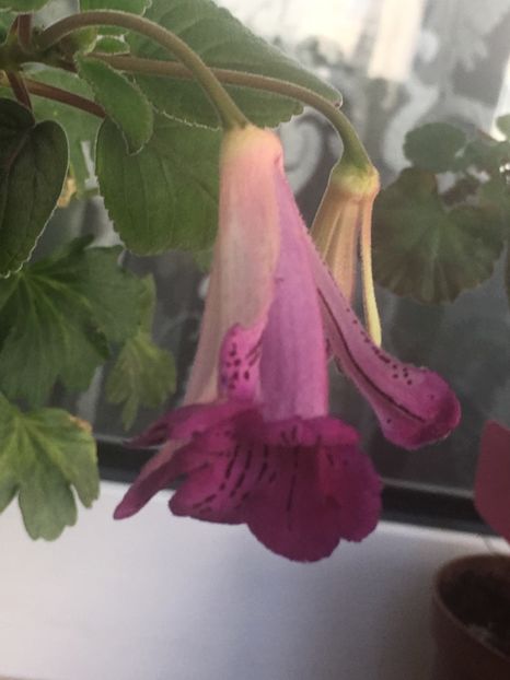 226D0E94-EE11-4BCF-B4C2-7F73C5BFEC16 - Sinningia 2018