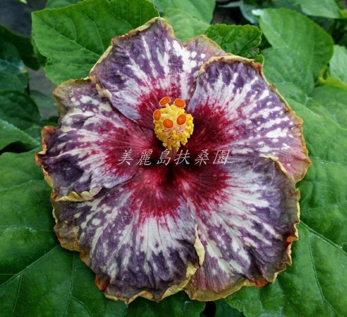 Bo Den Overlord Of Chu 1 - Bo Den Overlord Of Chu