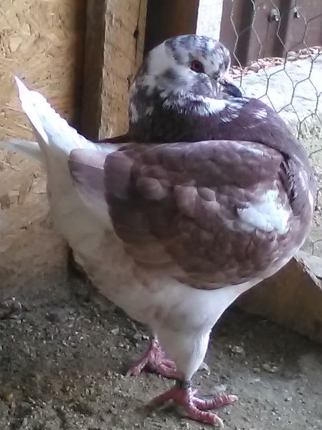 1.0 - King matcă 2019