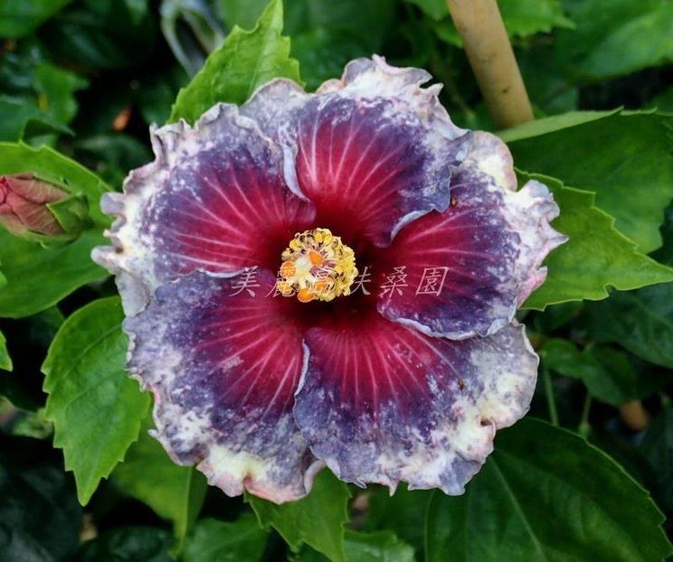 Shuei-Sha-Lian Frozen Love - ShueiShaLian Frozen Love