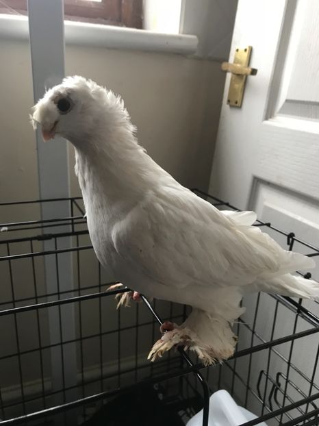 11AF1927-56EE-4FD4-BC84-A27B0A989CAC - Jucatori de Uzbekistan