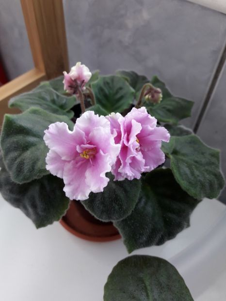 Noiembrie 2018 - AV EXTAZ