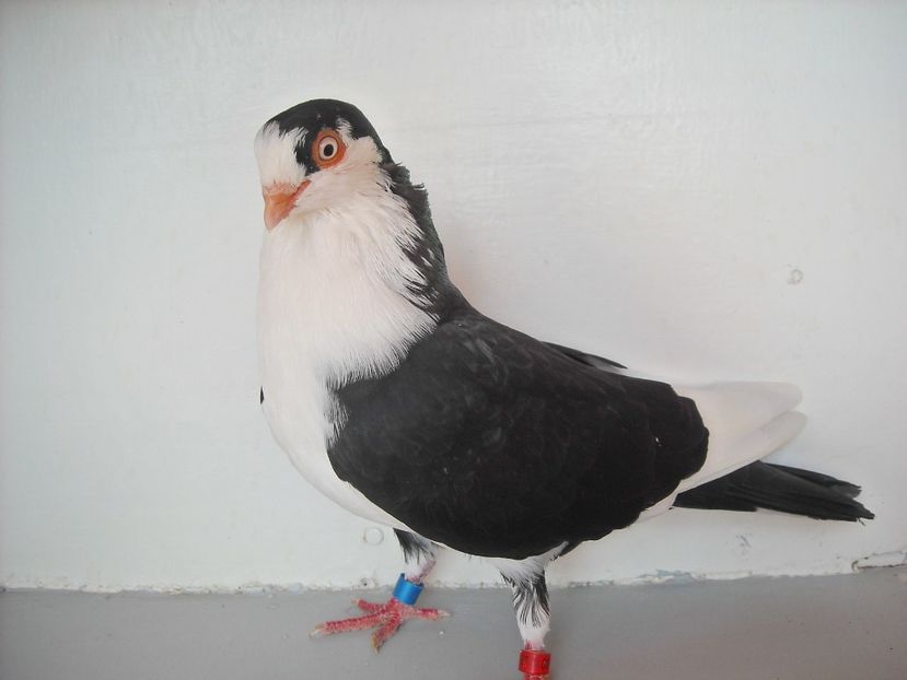  - PORUMBEI CARE MI AU APARTINUT