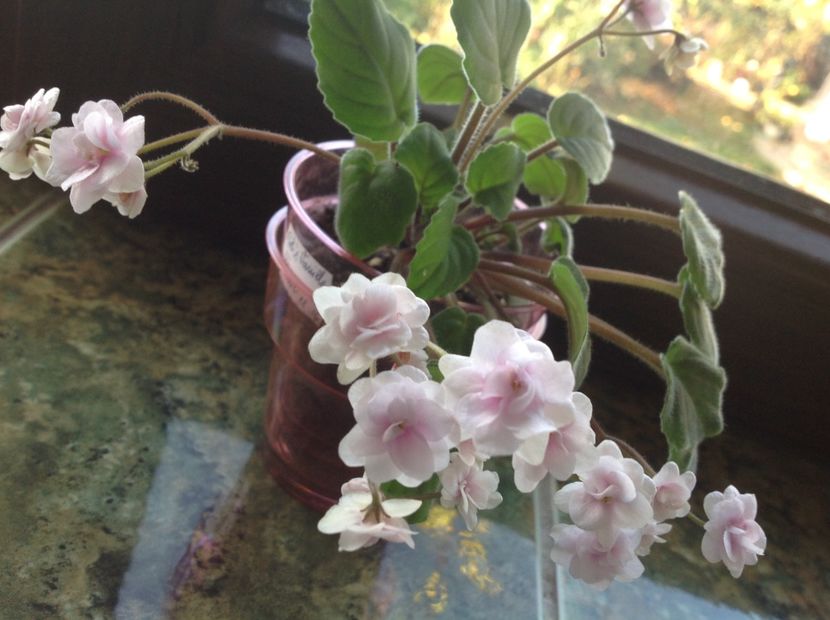  - Rob s Vanilla Trail