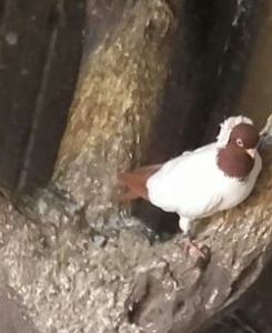 IMG-20181031-WA0009-1 - Pui de 2018