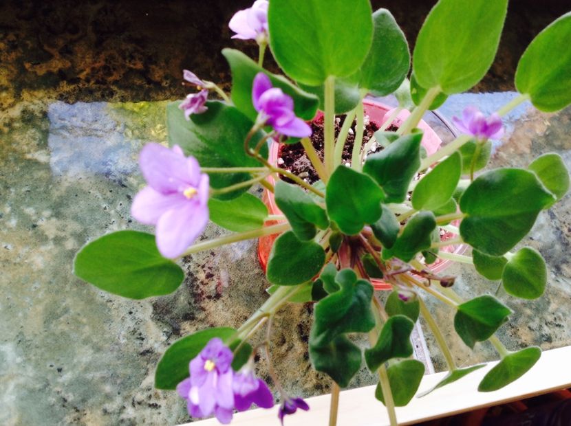  - Rob s HumptyDoo sport