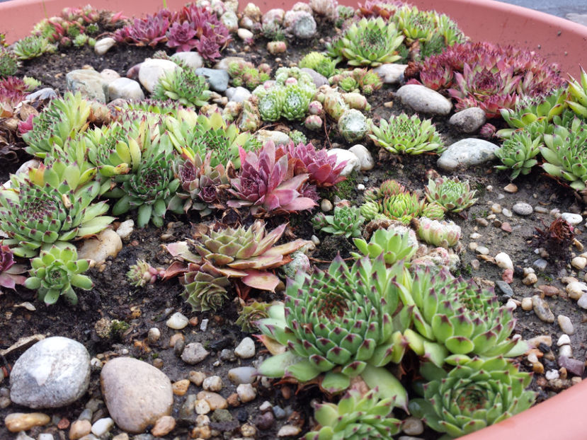  - Sempervivum - 2018 - 2020