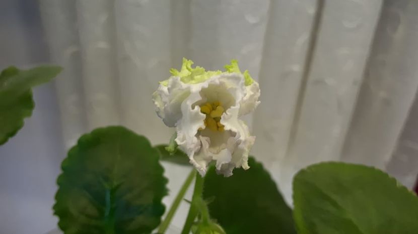  - ZZZZZEK Sugar Rose