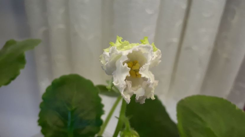  - ZZZZZEK Sugar Rose