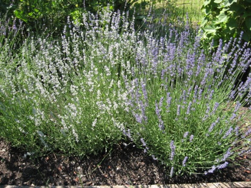  - Lavanda - Lavandula augustifolia