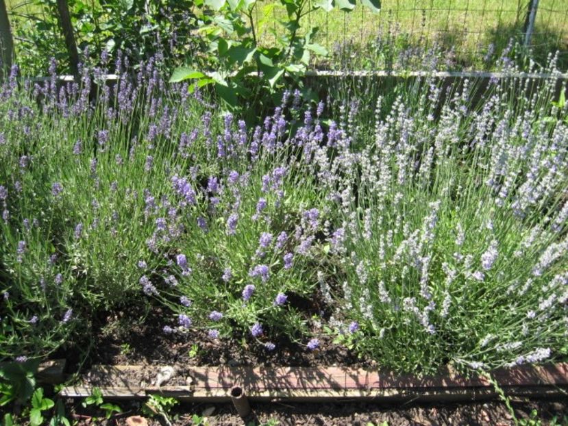  - Lavanda - Lavandula augustifolia