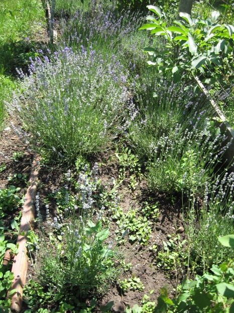  - Lavanda - Lavandula augustifolia