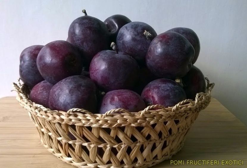 `Simontornyai véralma` - SIMONTORNYAI ---- pulpa rosie