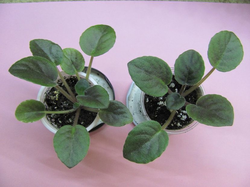  - ZZBuckeye Loves Caress