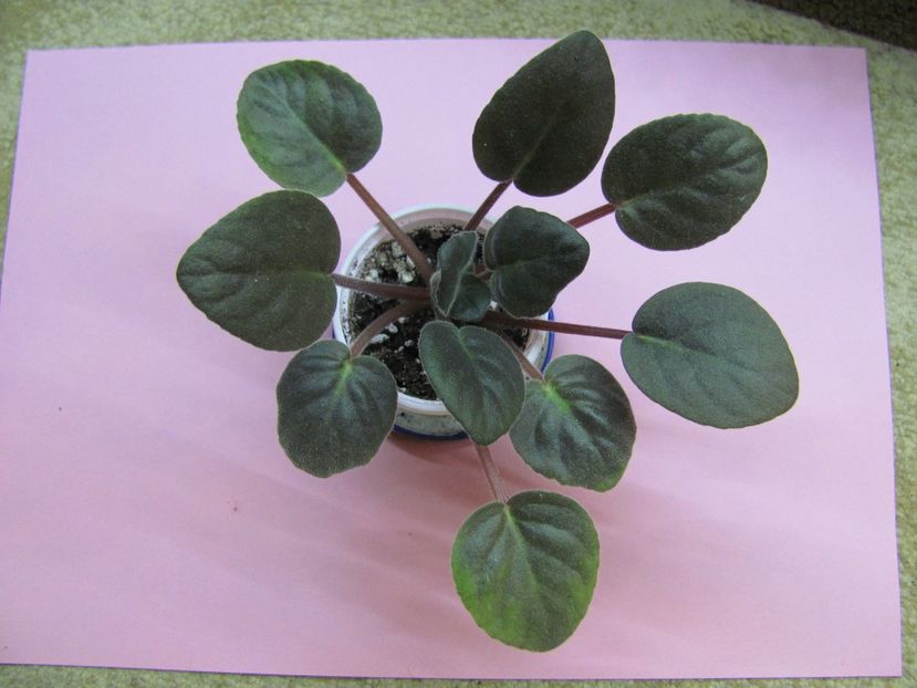  - ZZZZFisher S Leone