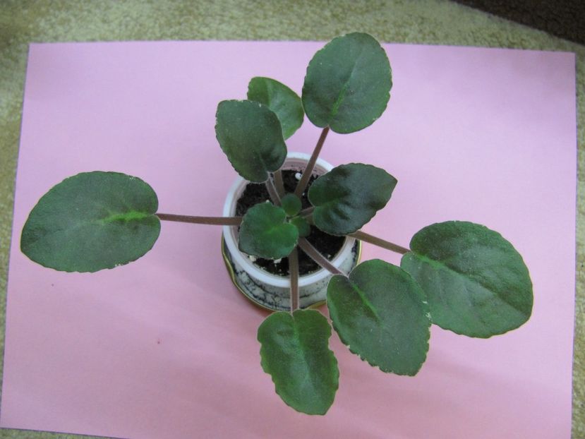  - ZZLE Polina Viardot